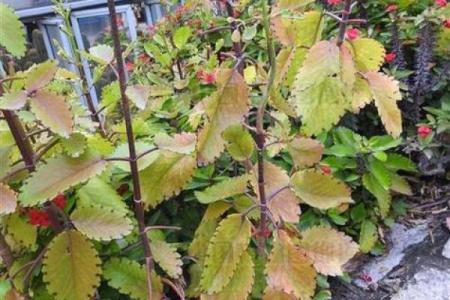 落地生根打一个正确生肖(落地生根打一正确生肖数字)