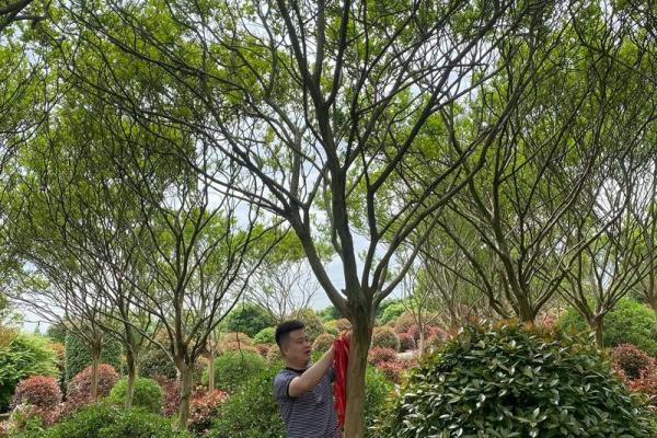 川红紫薇夏日花园中的璀璨明珠 川红紫薇夏日花园中的璀璨明珠