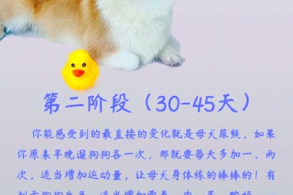 中年女人梦见狗是什么预兆 中年女人梦见狗是什么预兆