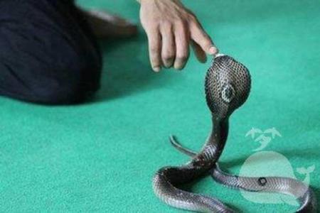 梦到被蛇咬是什么征兆 男性