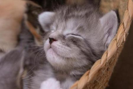 梦见小猫是什么意思