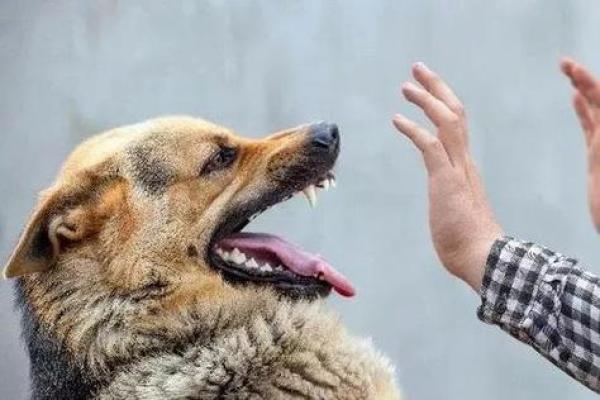 男人梦见狗追咬是吉兆 男人梦见狗追咬是吉兆