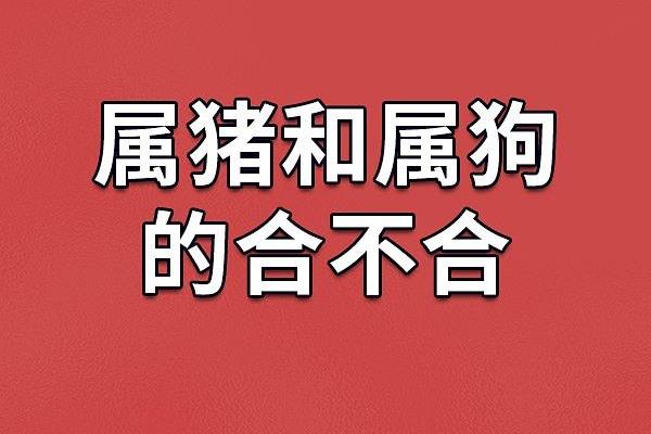 19年1月21日出生属猪还是属狗生肖解析 19年1月21日出生属猪还是属狗生肖解析