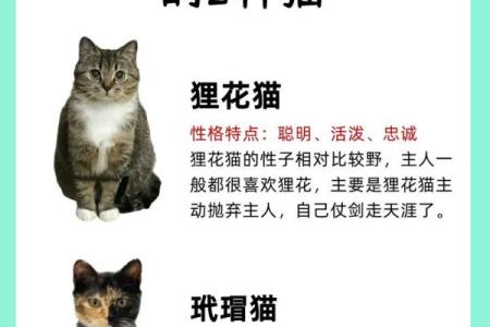 梦见好多猫是什么预兆 女性