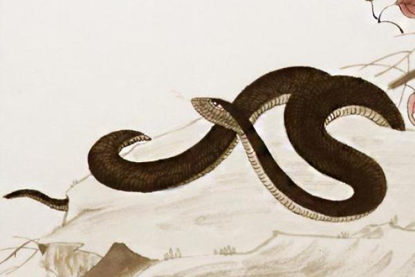 聚精会神是什么生肖(聚精会神是什么生肖15天) 聚精会神是什么生肖(聚精会神是什么生肖15天)