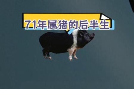 2025年属猪运势及运程1971年生人_1971的猪在2025的运程