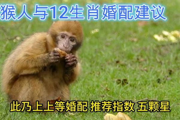 女属猴男属龙婚配怎么样_女属猴男属龙配吗 女属猴男属龙婚配怎么样_女属猴男属龙配吗