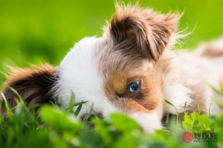 82年的狗五行属于什么_82年属狗五行属性解析你的命格属于什么