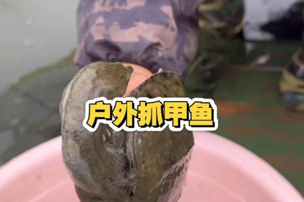 男人梦到抓甲鱼好不好 男人梦到抓甲鱼好不好