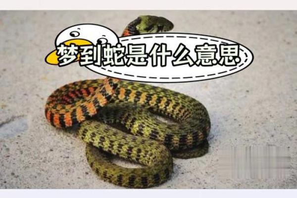 做梦梦见蛇好不好 做梦梦见蛇好不好