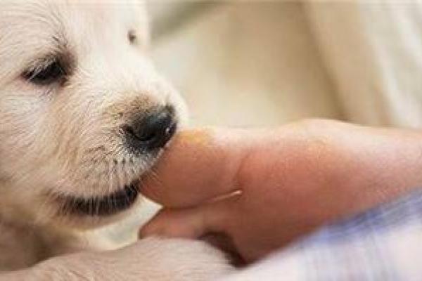 梦见狗咬脚是什么意思 梦见狗咬脚是什么意思