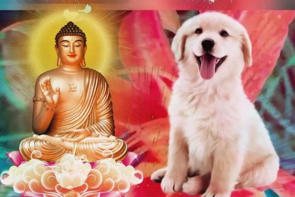 70年属狗今日运势查询 70年狗今日运势2021 70年属狗今日运势查询 70年狗今日运势2021