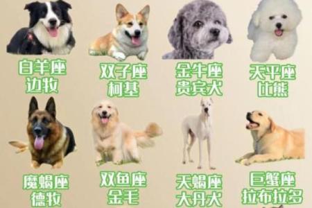 属狗白羊座2025年运势完整版 属狗白羊座未来十年的运势