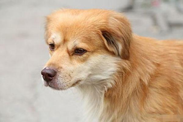 1982年在2025年属狗人的全年运势 1982年属狗2024年运势及运程大家找 1982年在2025年属狗人的全年运势 1982年属狗2024年运势及运程大家找