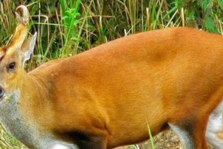 狗窦大开是什么动物