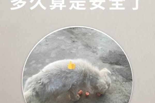 梦见狗咬住自己手不松口 梦见狗咬住自己手不松口