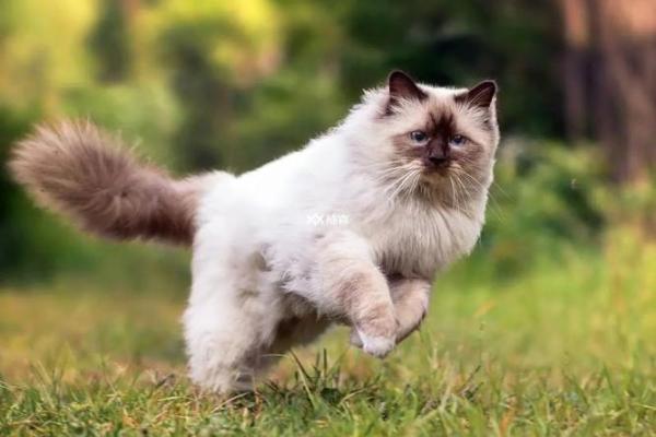 孕妇梦到猫是什么意思 孕妇梦到猫是什么意思
