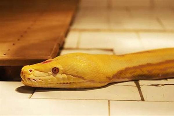 男人梦见蛇 男人梦见蛇
