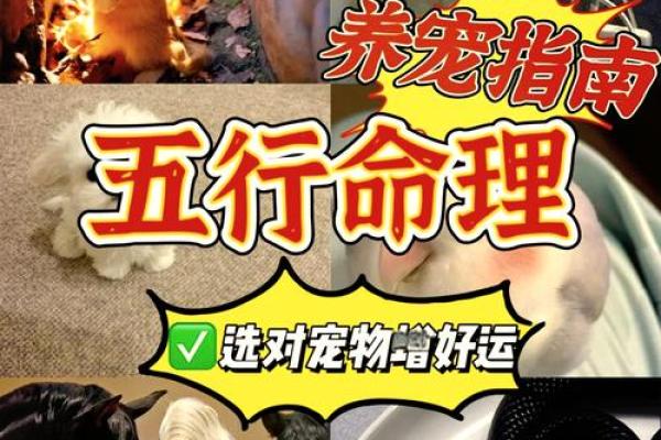 1970年狗五行属什么_1970年狗五行属什么揭秘属狗人的五行命理 1970年狗五行属什么_1970年狗五行属什么揭秘属狗人的五行命理