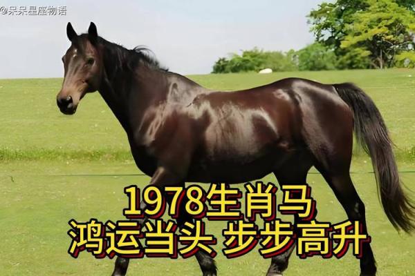 1978年属马人今天运势_1978年属马人今日运势 1978年属马人今天运势_1978年属马人今日运势