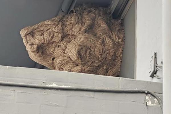 住房蜂巢风水好吗 住房蜂巢风水好吗