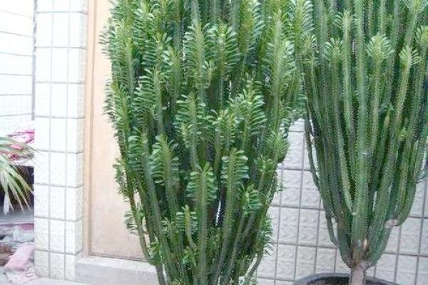 风水上十大不吉利花是哪几种 风水上十大不吉利花是哪几种