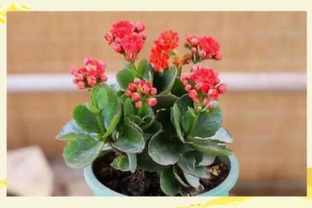 风水上十大不吉利花是哪几种