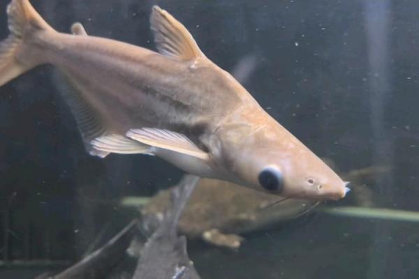 蓝鲨没腮风水 蓝鲨没腮风水