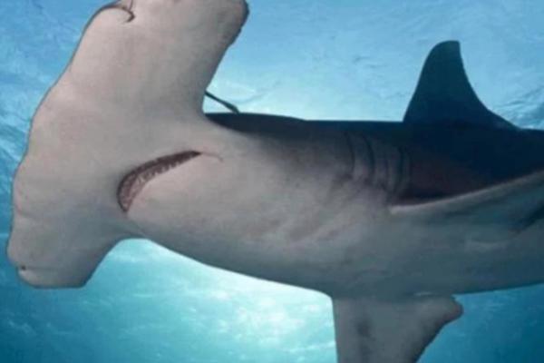 蓝鲨没腮风水 蓝鲨没腮风水