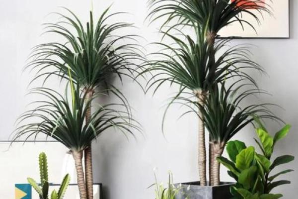 办公室风水植物_老板的办公室要放什么植物 办公室风水植物_老板的办公室要放什么植物