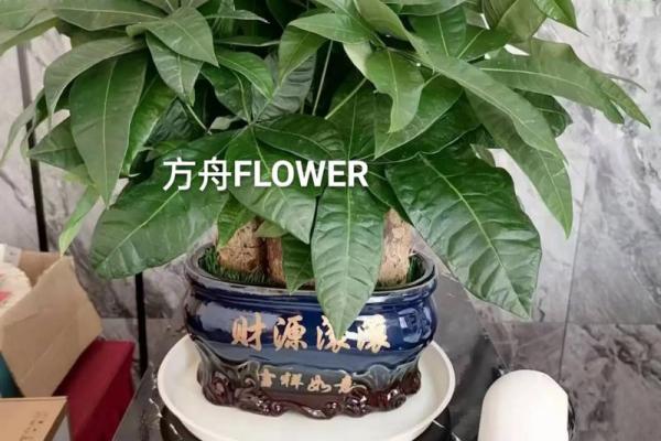 办公室风水植物_老板的办公室要放什么植物 办公室风水植物_老板的办公室要放什么植物