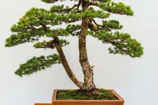 最旺宅的风水树罗汉松图片 最旺宅的风水树罗汉松图片
