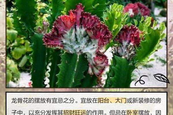 龙骨花有哪些风水作用? 龙骨花有哪些风水作用?