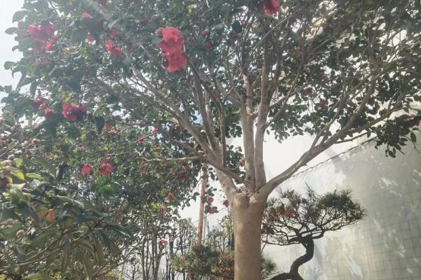 种茶花的风水 种茶花的风水