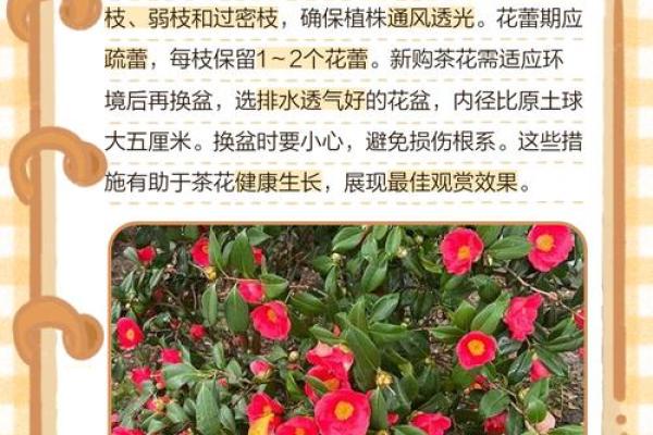 种茶花的风水 种茶花的风水