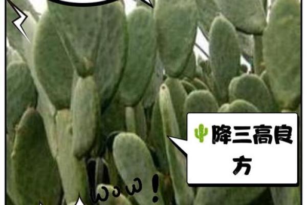 仙人掌的风水作用,仙人掌的风水作用禁忌 仙人掌的风水作用,仙人掌的风水作用禁忌