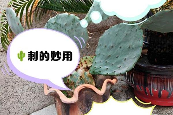 仙人掌的风水作用,仙人掌的风水作用禁忌 仙人掌的风水作用,仙人掌的风水作用禁忌