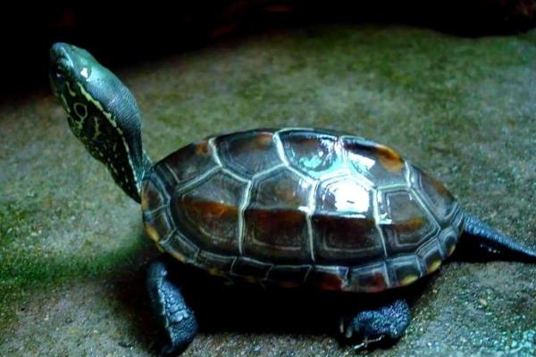 住宅养龟风水禁忌有什么说法作用