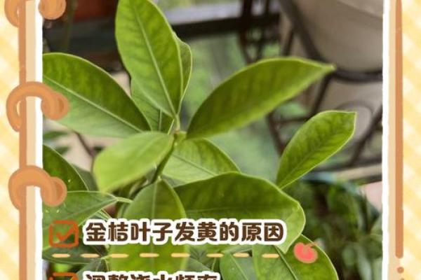 家里种金桔不吉利吗风水观点
