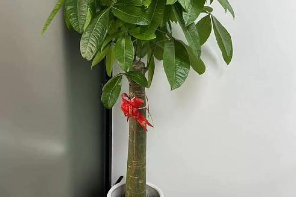 办公室最旺风水植物象征财源广进