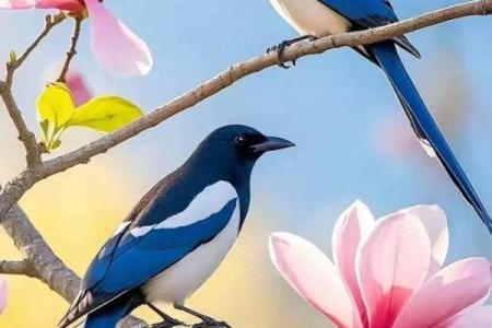 听到喜鹊叫寓意什么风水