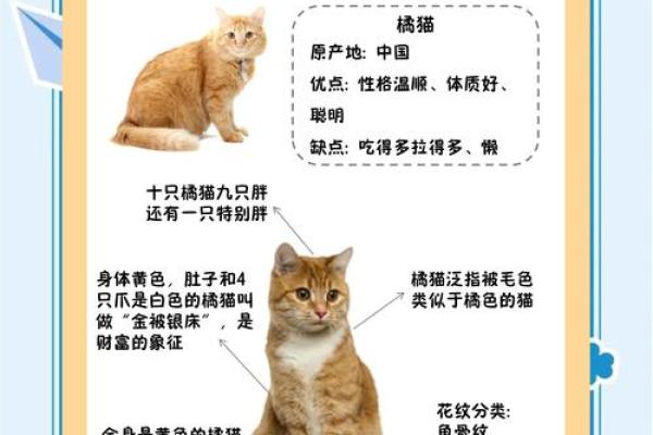 养黄猫的风水 家里养二只猫风水好不好