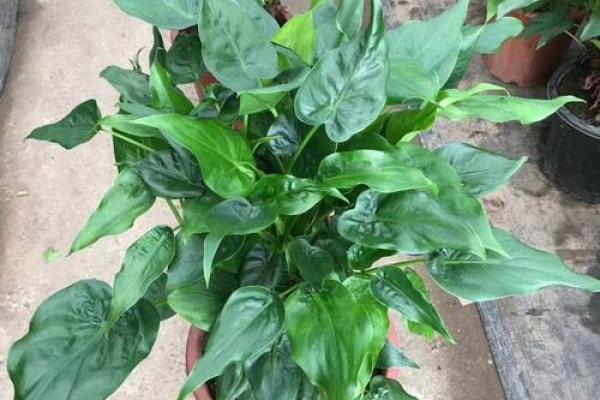 千手观音植物风水