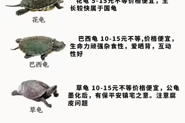 哪个生肖不宜养龟风水好不好 哪个生肖不宜养龟风水好不好