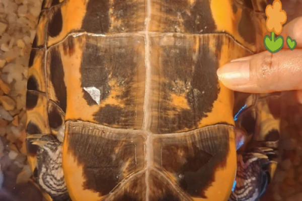 哪个生肖不宜养龟风水好不好 哪个生肖不宜养龟风水好不好