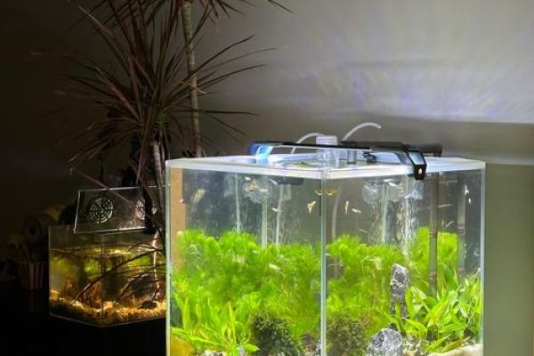 茶几鱼缸的风水 茶几鱼缸的风水