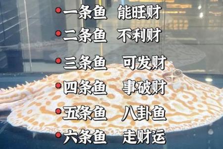 记住这些养鱼风水,会让你财源滚滚来