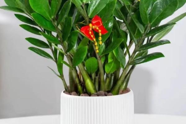 办公室摆放什么花可以招财风水