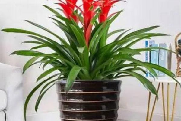 办公室摆放什么花可以招财风水