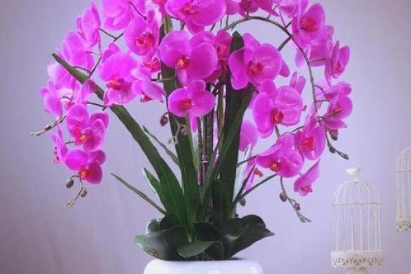 家里摆放假花会影响风水吗 家里摆放假花会影响风水吗